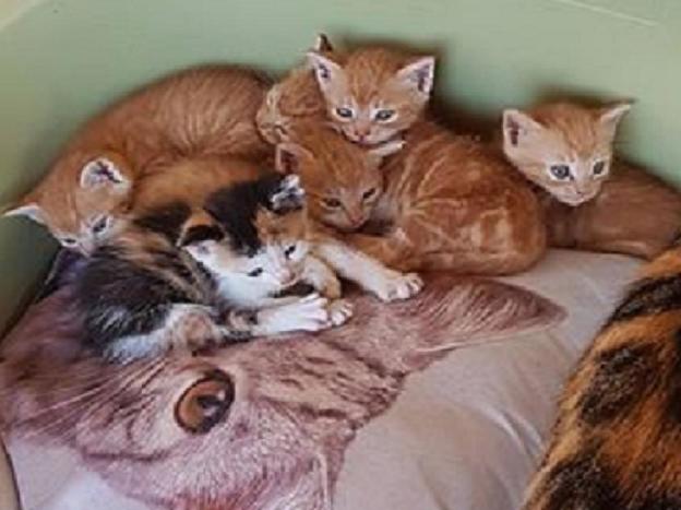 gatto_gattini_carola_cacciamani_pf