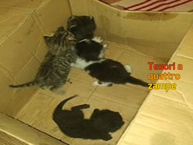 gatto_gattini_giulia_falsini