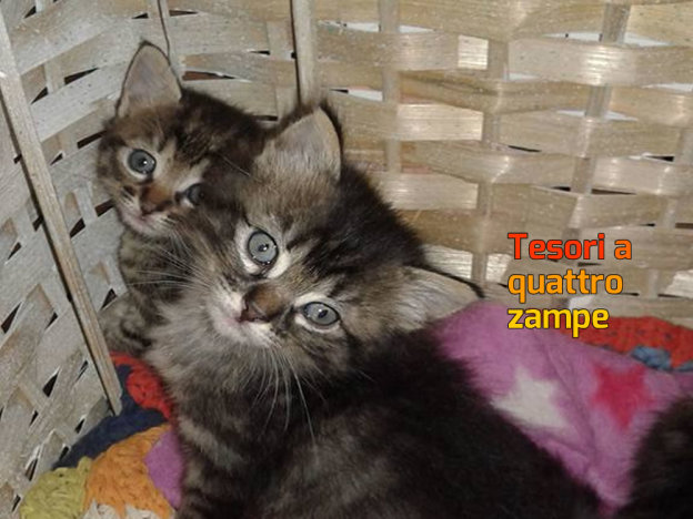 gatto_gattini_mari_skyline