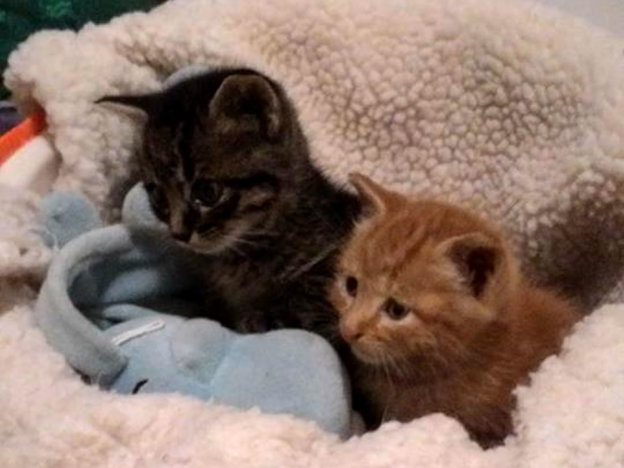 gatto_gattini_patrizia_de_acutis