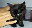gatto_gattino_nucleo_industriale_maria_spenk_
