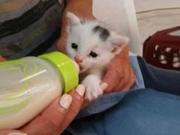 gatto_gattino_oipa_rieti_salvato_terremomto_amatrice_vdr