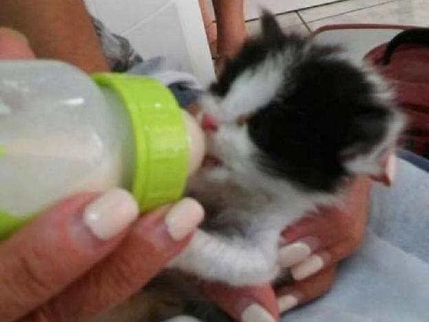 gatto_gattino_oipa_rieti_salvato_terremomto_amatrice_vdr_3