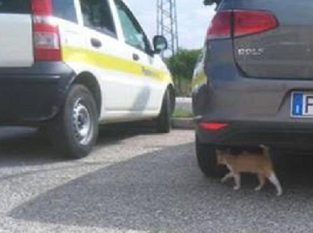 gatto_gattino_pf