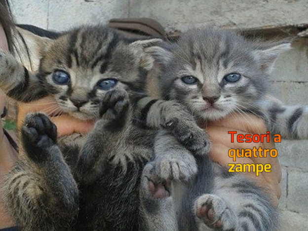 gatto_gattino_silvia_passi_santa_susanna_5