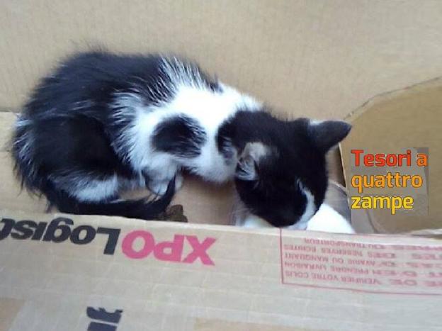gatto_lorenzo_acca_viale_maraini