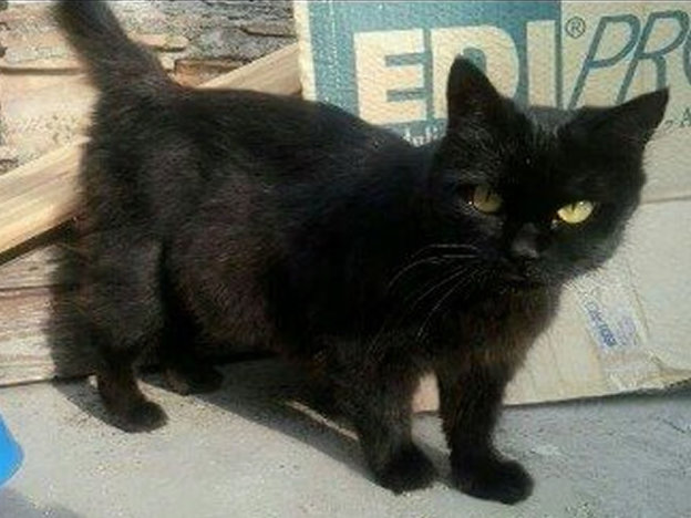 gatto_mamma_gatta_bassa_sabina_pf
