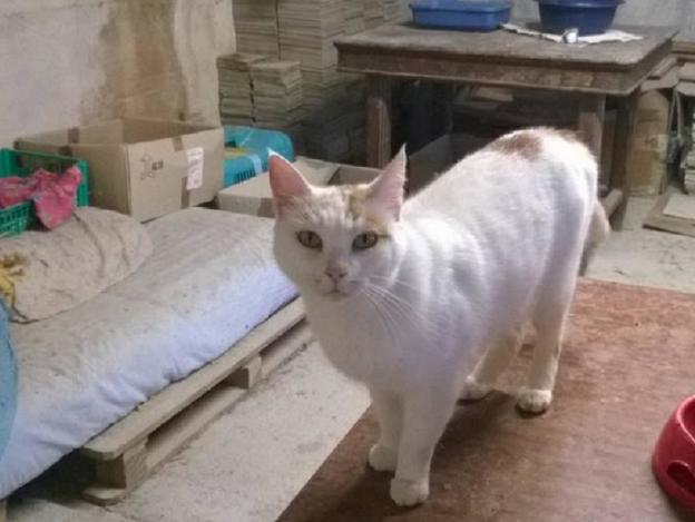 gatto_mari_skyline