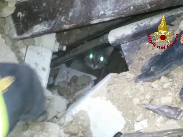 gatto_vivo_tra_le_macerie_di_illica_frazione_di_accumoli