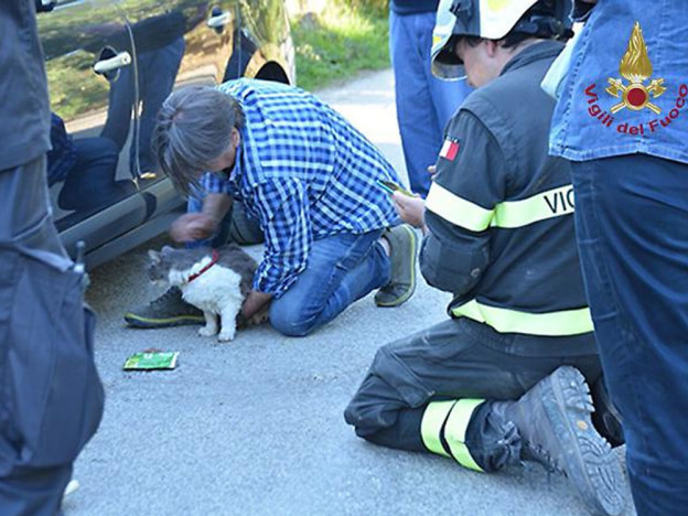 terremoto_amatrice_gatto_rocco_salvato_dalle_macerie_dopo_32_giorni