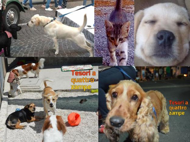buono_cane_cani-624×468