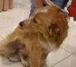 cane_Carlotta_