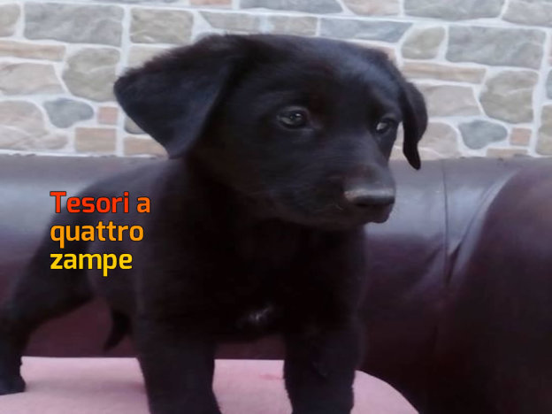 cane_aanstasjia_lara_cossalter