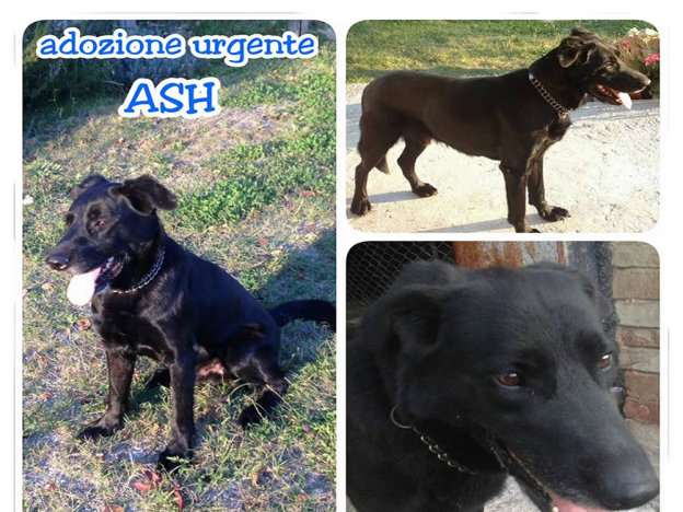 cane_ash_amatrice_adf