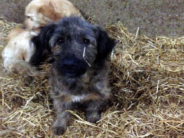cane_baffo_amatrice_oipa_rieti