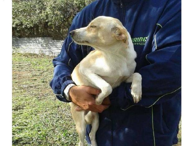 cane_balu_laura_berardi