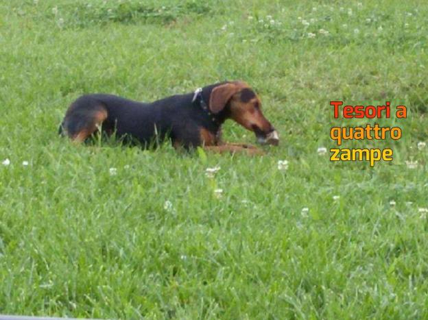 cane_bassotto_rotatoria_vigili_urbani_rieti