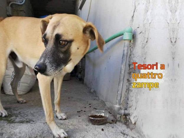 cane_borgo_quinzio_sabina_loredana_sofia