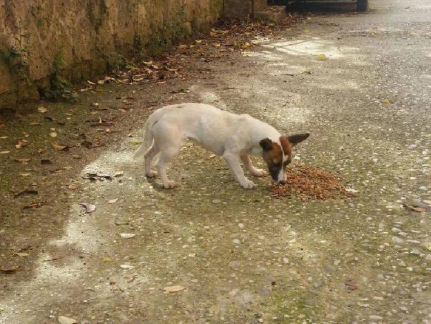 cane_cagnolina_poggio_mirteto_scalo_pf