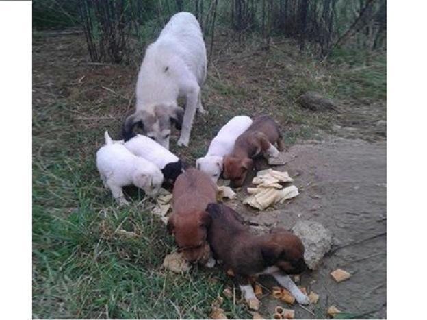 cane_cani_biancaneve_e_i_sette_nani_anna_linda