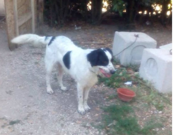 cane_cantalupo_maschio_pf