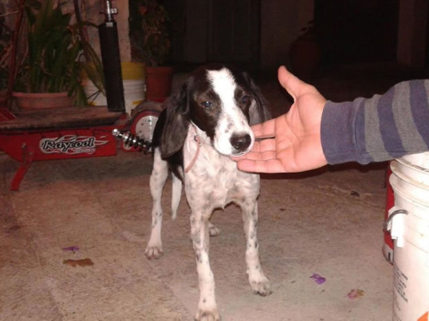 cane_casperia_pf