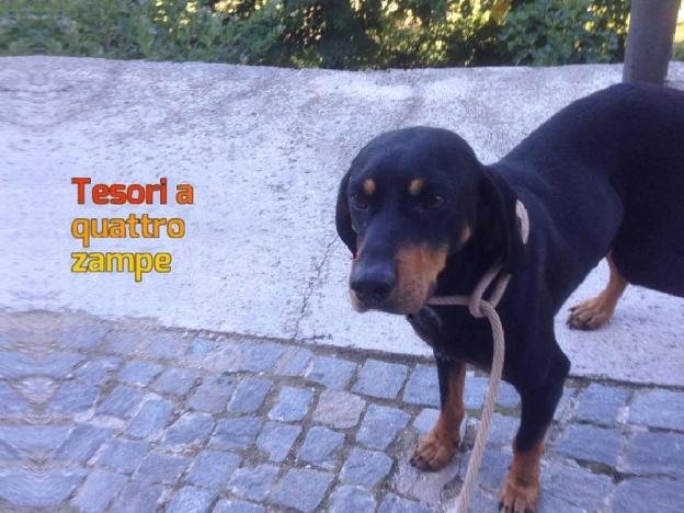 cane_cristiana_matteocci_3