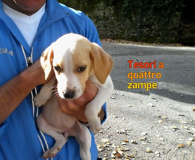 cane_cuccioli_alessandra_brucchietti_la_foresta_2