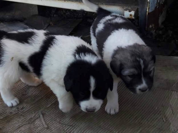 cane_cuccioli_officina_poggio_mirteto_pf