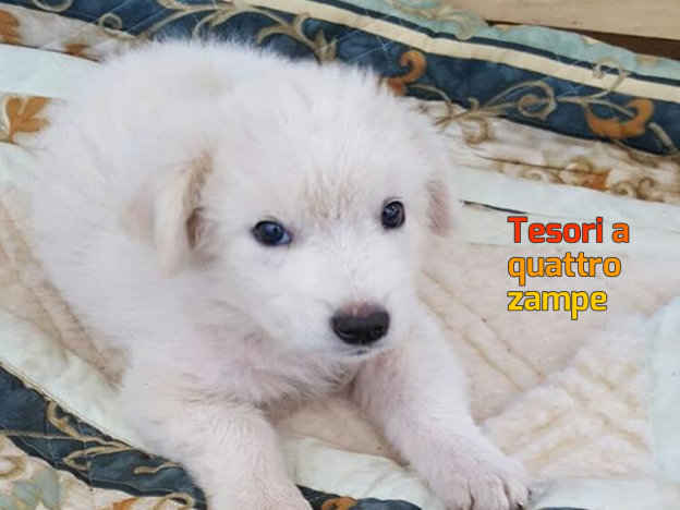 cane_cucciolo_mantello_bianco_sanitario_adf