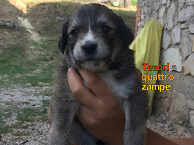 cane_cucciolotto_patrizia_brandi-1000×620