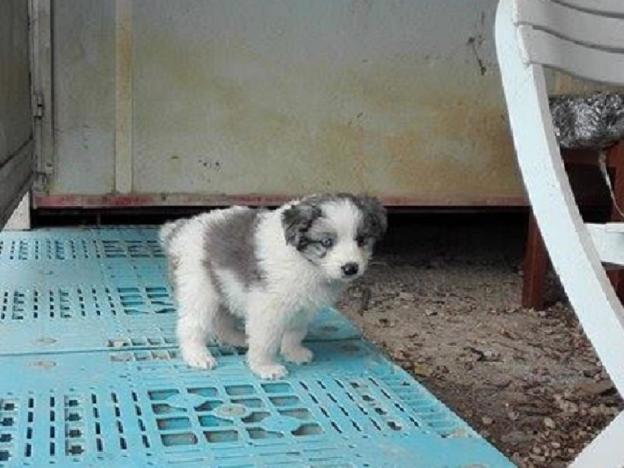 cane_cucicolo_maremmano_giuliana_fusacchia