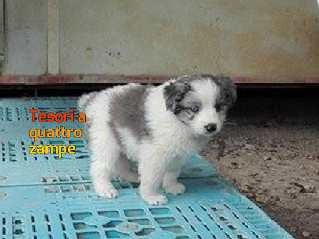 cane_cucicolo_maremmano_giuliana_fusacchia