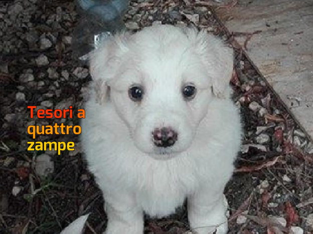 cane_cucicolo_maremmano_giuliana_fusacchia_3-1000×620