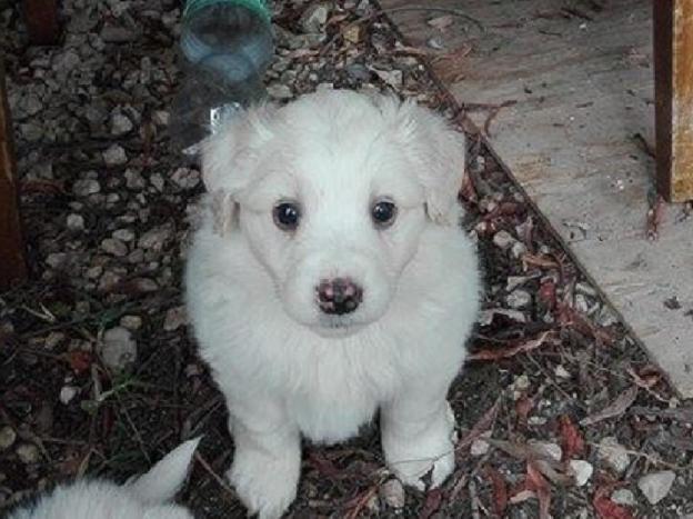 cane_cucicolo_maremmano_giuliana_fusacchia_3
