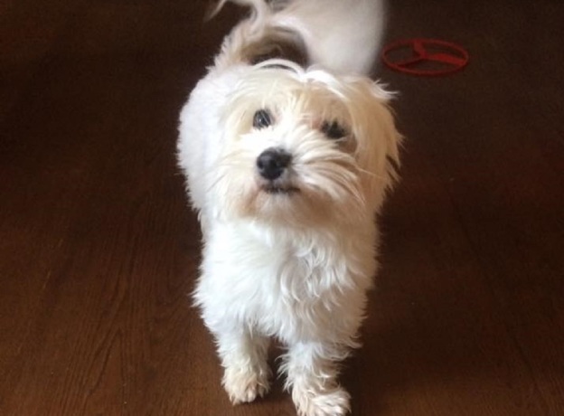 cane_dex_maltese_valentina_severoni_pf