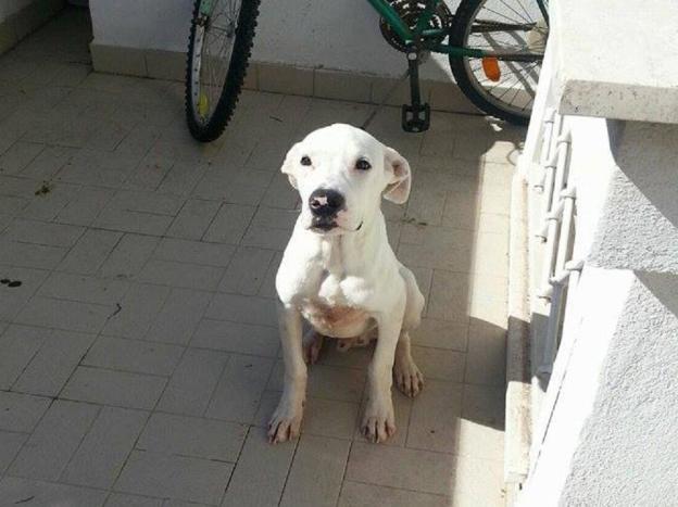 cane_dogo_argentino_maria_spenk_2