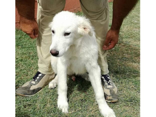 cane_duca_e_ariel_potenza_il_branco