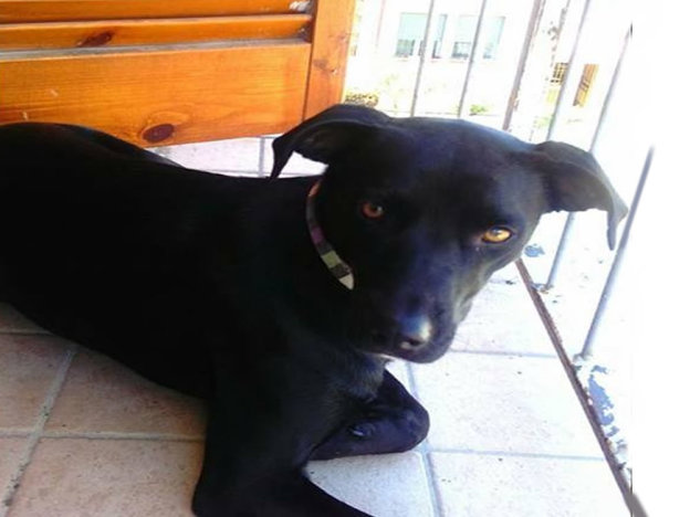 cane_ebony_pf