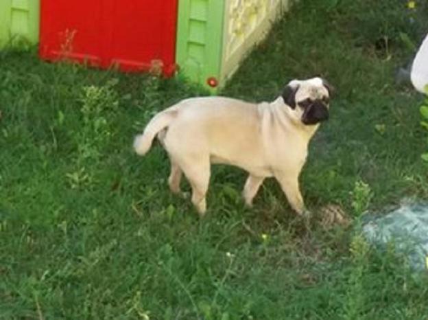 cane_ettore_smarritosi_enrico_spoletini_felice_barbereini