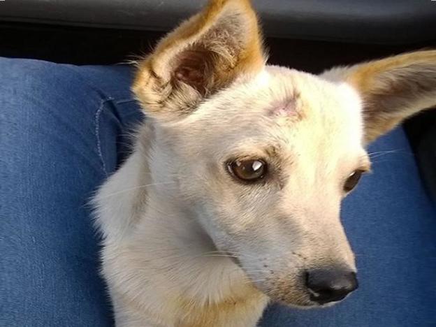 cane_famiglia_rizzuoli_gemma_caroni_2