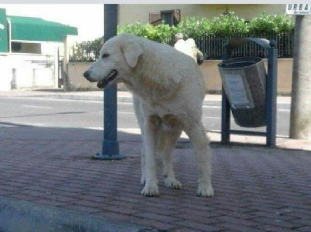 cane_femmina_stazione_poggio_mirteto_pf