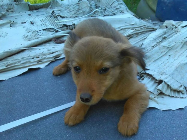 cane_filacciano_pf