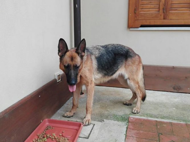 cane_fiona_salerno_jessica_ceccola_gemma_caroni