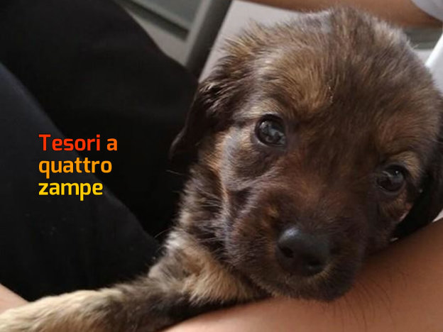 cane_fonte_colombo_sanitario_adf