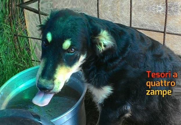 cane_giorgio_rifugio_adf_3