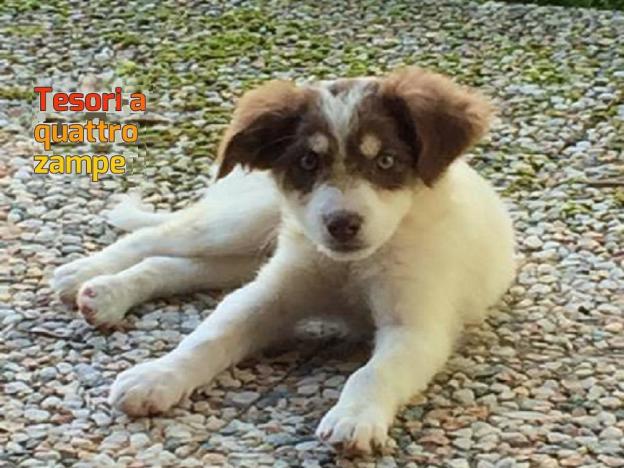 cane_giulia_bianchi_santa_susanna_rieti