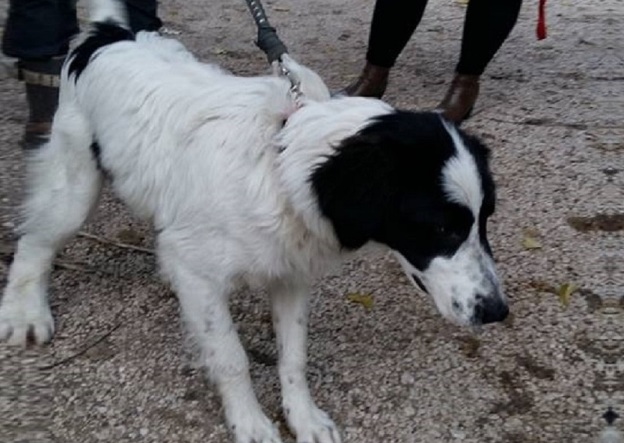 cane_granica_montopoli_in_sabina_adf
