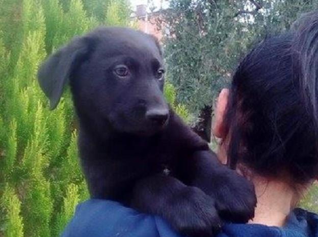 cane_irina_adottato_lara_cossalter