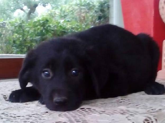 cane_irina_potenza_il_branco_lara_cossalter